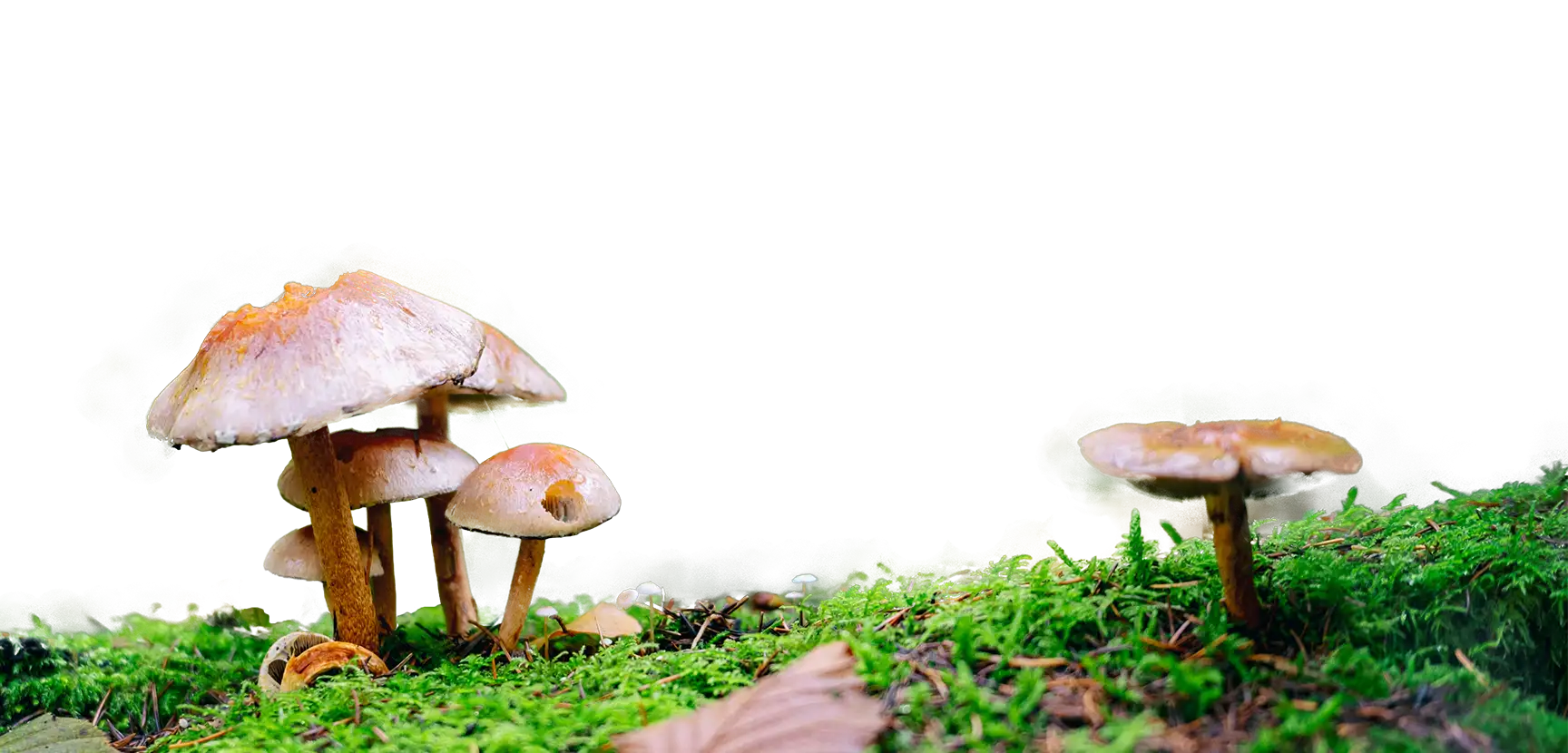 photo de champignons sur de la mousse