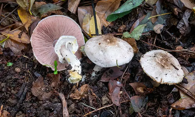 Photo de champignon agaric