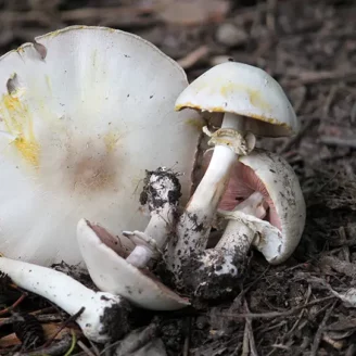 Agaric jaunissant : champignon toxique, identification et risques