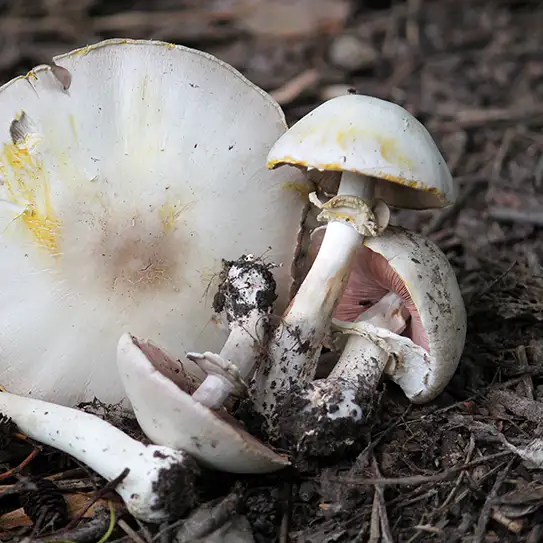 Photo de champignon agaric jaunissant