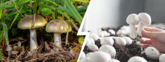 Amanite phalloïde vs champignon de Paris : attention à la confusion