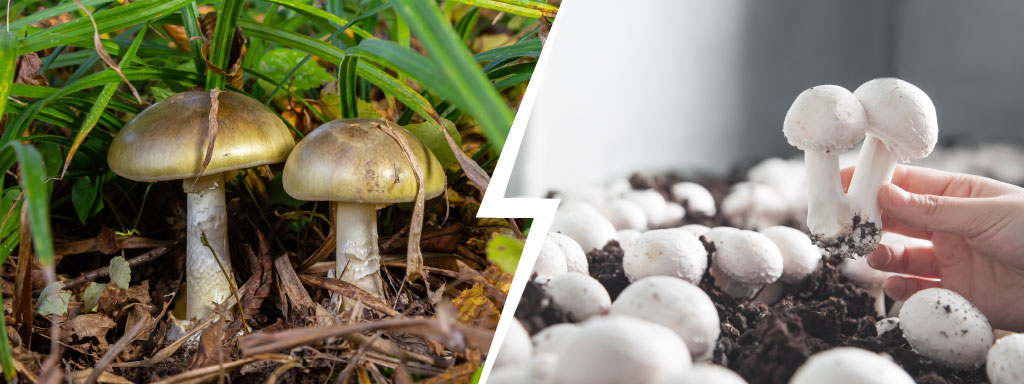 Photo de amanite phalloïde vs champignon de Paris