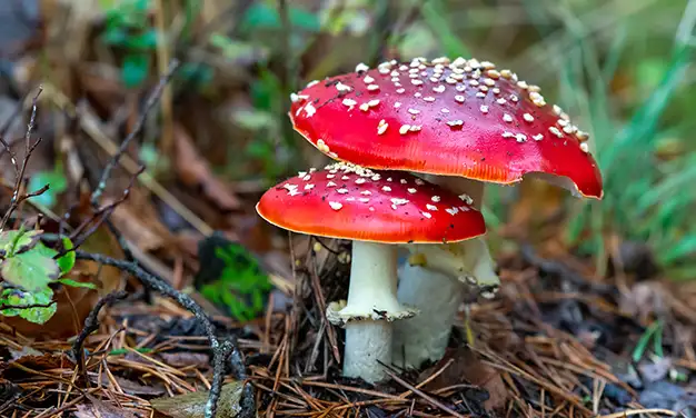 Photo de champignon amanite tue mouches