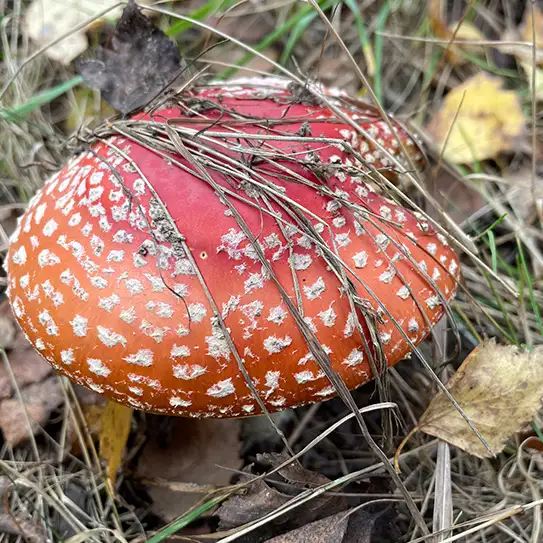 Photo de champignon amanite tue mouches