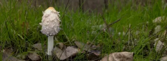 Champignon blanc : comestible ou dangereux ?