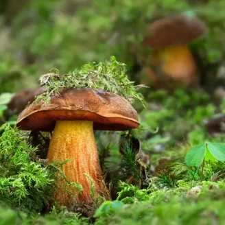Bolet à pied rouge : champignon comestible, identification et précautions