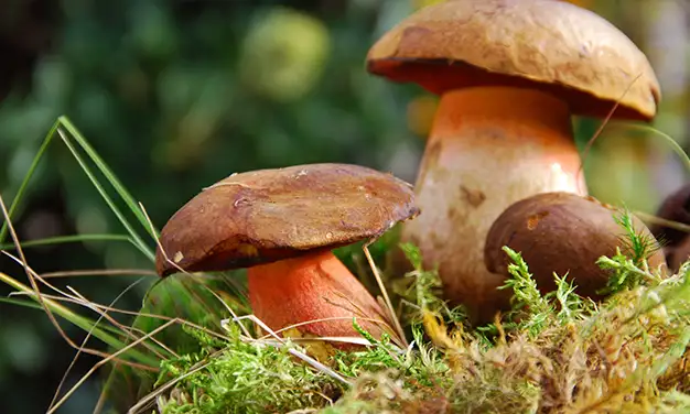 Photo de champignon bolet pied rouge