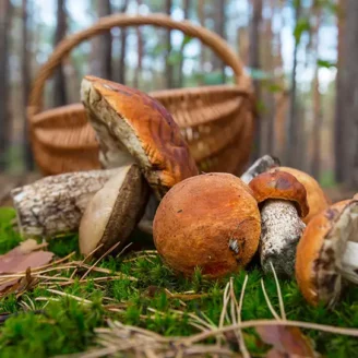 Cèpe de Bordeaux : champignon comestible, identification et cueillette