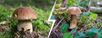 Cèpe de Bordeaux vs bolet amer : quelles différences et dangers ?