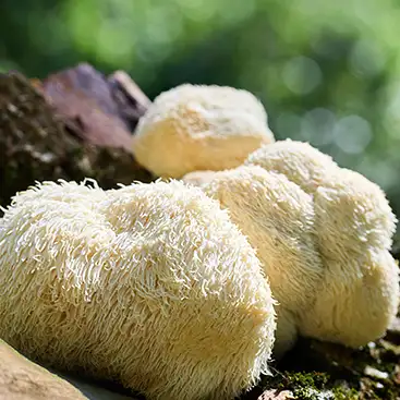 Photo de champignon blanc