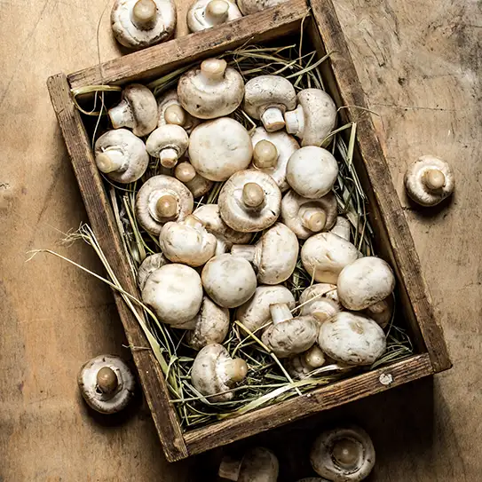 Photo de champignon champignon de paris