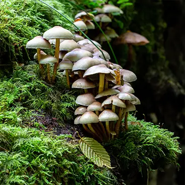 Photo de champignon de foret