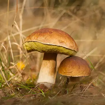 Photo de champignon marron