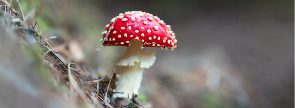 photo de champignon rouge