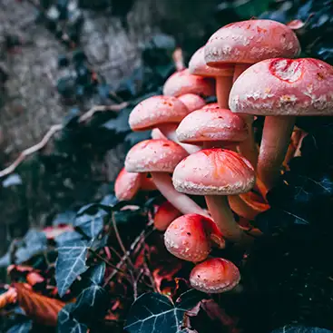 Photo de champignons toxiques
