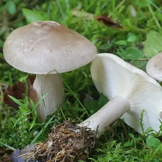 Clitocybe nébuleux : champignon comestible, identification et précautions