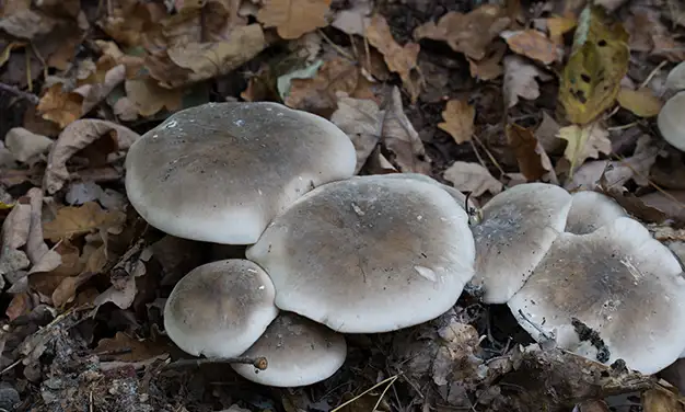 Photo de champignon clitocybe nebuleux
