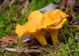photo de champignon comestible