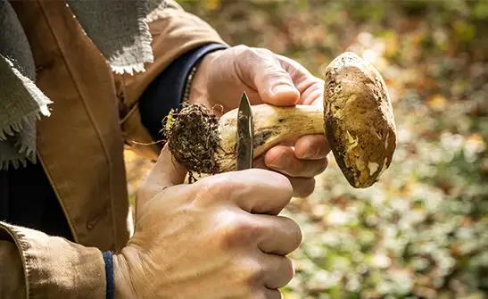Photo de récolte de champignon