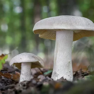 Entolome livide : champignon toxique, identification et risques de confusion