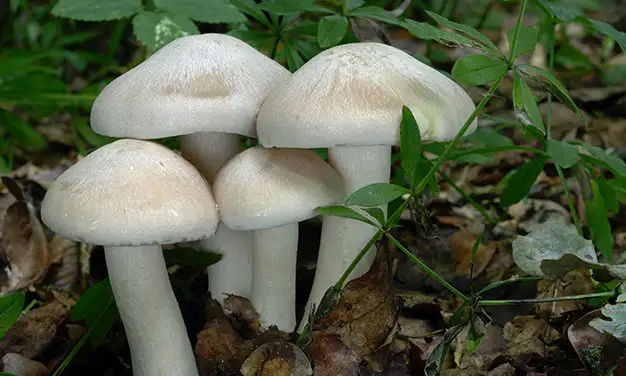 Photo de champignon entolome livide