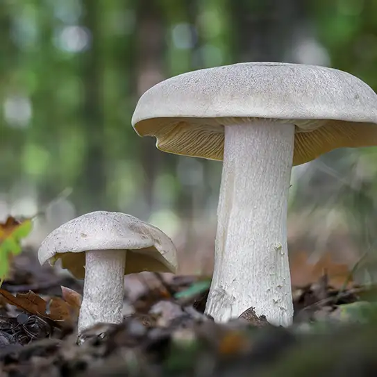 Photo de champignon entolome livide