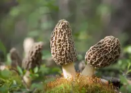 photo de champignon facile à identifier