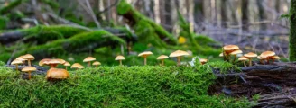 Champignon en forêt : lesquels sont comestibles ?