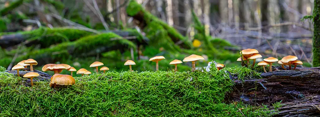 Photo de champignon de foret