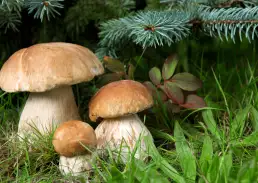 photo de champignon de forêt