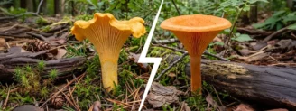 Girolle vs fausse girolle : comment les reconnaître facilement ?