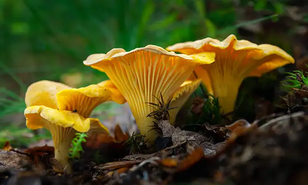 Photo d'identification de girolle dans la forêt