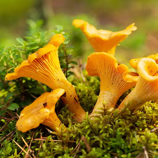 Photo de girolle