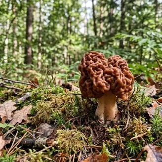 Gyromitre : champignon toxique, identification et dangers