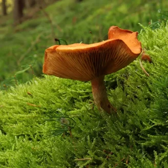 Hygrophore : champignon comestible, identification et habitat