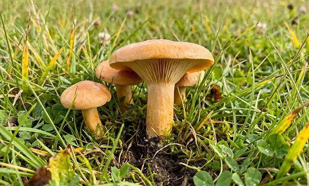 Photo de champignon hygrophore