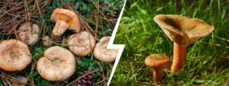 Lactaire délicieux vs lactaire sanguin : quelles différences ?