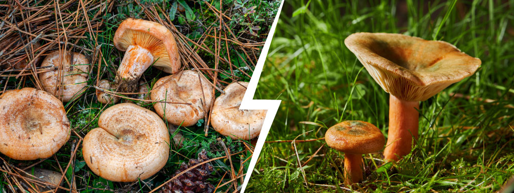 Photo de lactaire délicieux vs lactaire sanguin