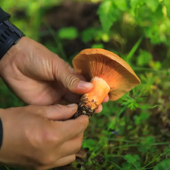 Photo du champignon lactaire délicieux