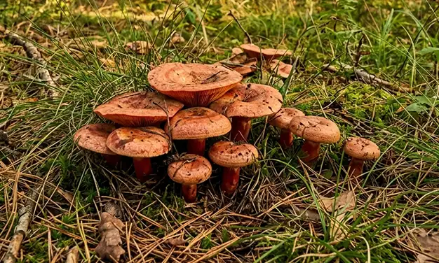 Photo de champignon lactaire sanguin