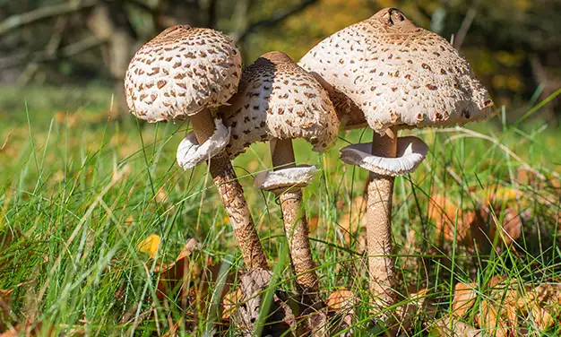 Photo de champignon lepiote élevée
