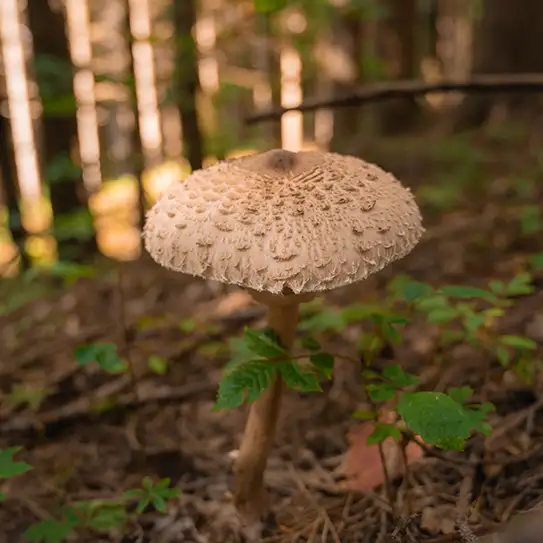 Photo de champignon lepiote élevée