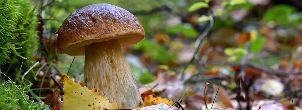 Photo de champignon marron