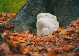 photo de champignon médicinaux