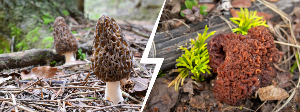 Photo de morille vs gyromitre