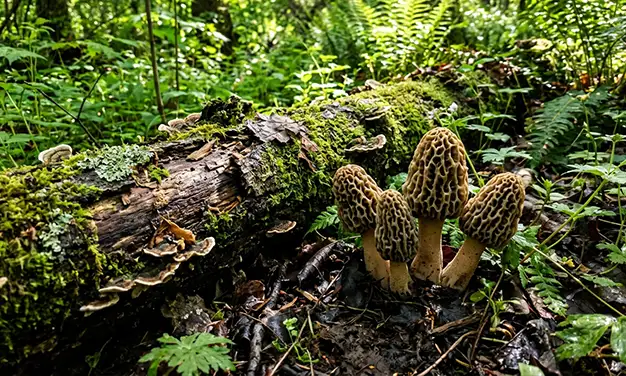 Photo de champignon morille