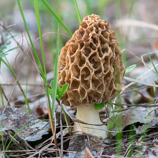 Photo de champignon morille