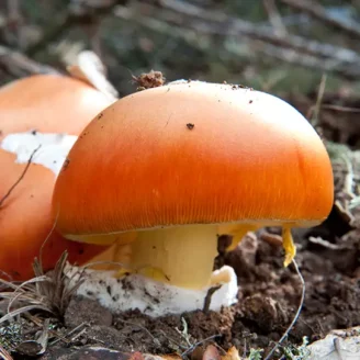Oronge : champignon comestible rare, identification et habitat