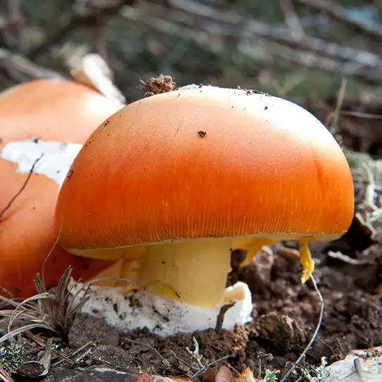 Photo de champignon oronge