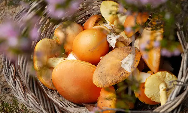 Photo de champignon oronge